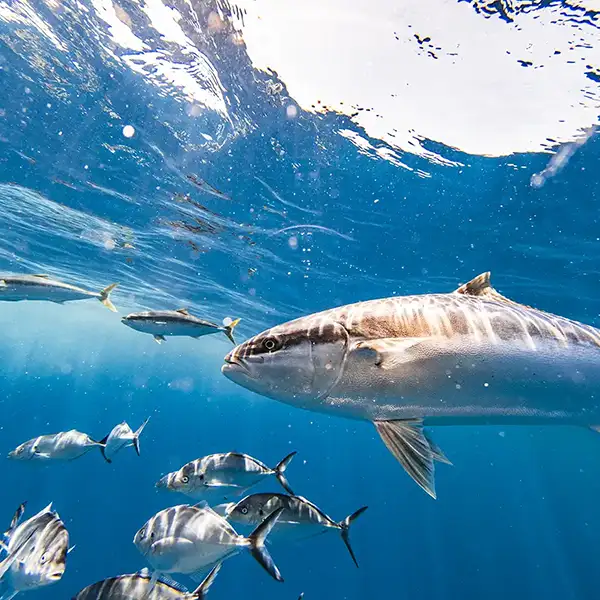 large fish swimming just below surface in bright sun light