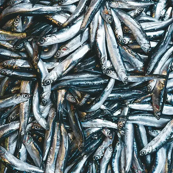 large group of tiny, silver, freshly caught fish